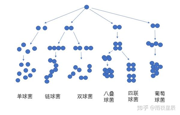 单球菌:沿一个平面分裂,分裂后的细菌分散而单独存在,脲微球菌 双球菌