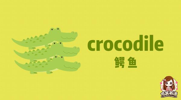 crocodile鳄鱼