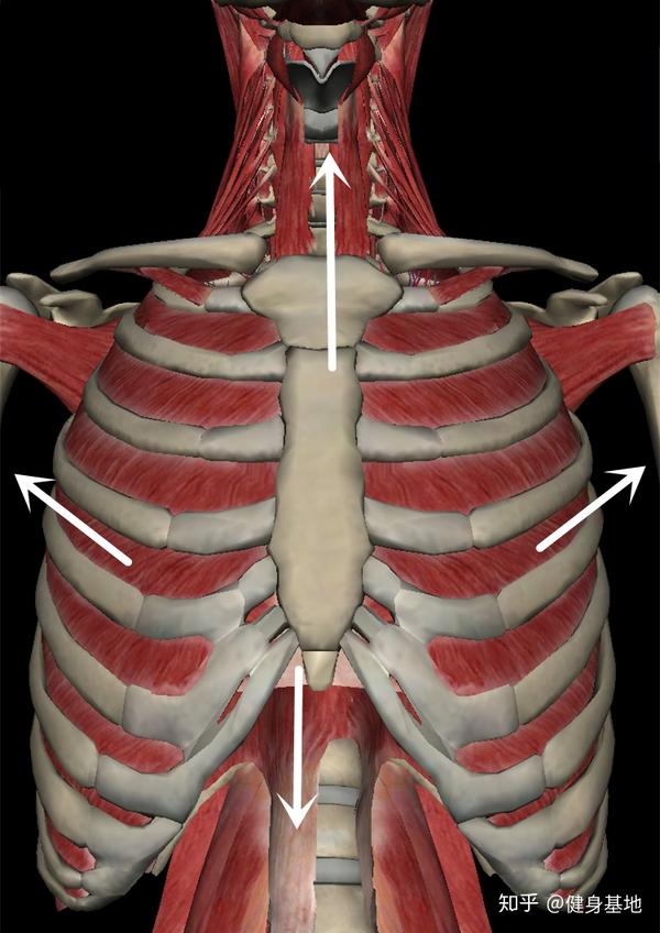 吸气时,胸廓扩展