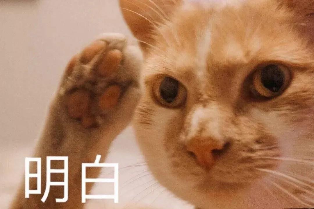 有没有那种可爱的动物表情包?