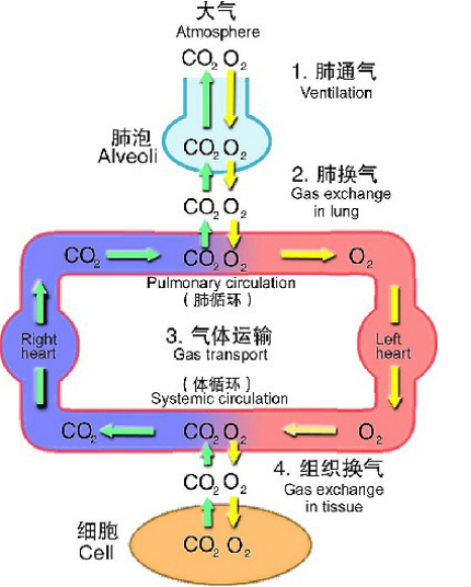 生理31呼吸之间肺换气是怎样进行的