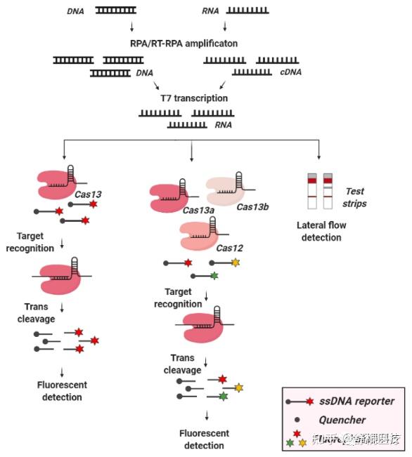 知识分享 基于CRISPR Cas系统的诊断技术 知乎