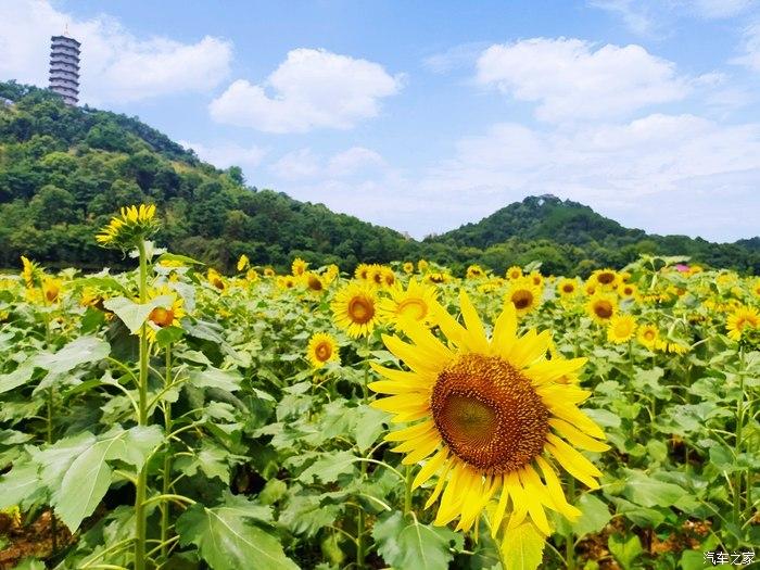 出游一夏和辉昂游欣欣向荣的向日葵花田