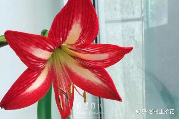 「朱顶红」植物界中的朱罗?