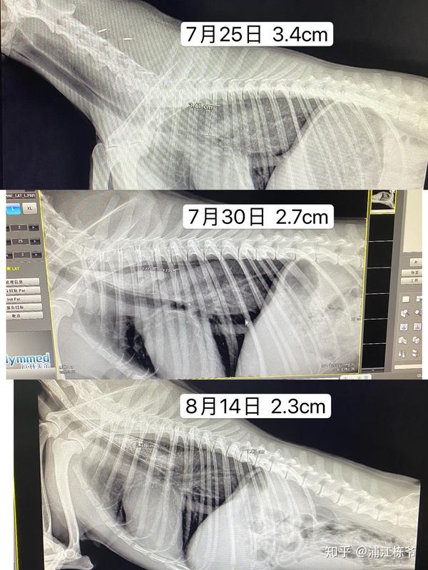 巨食道症狗的后续报道