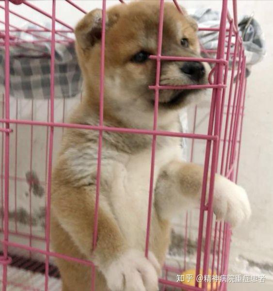 记录一只颜值忽上忽下的柴犬金宝不定时更新