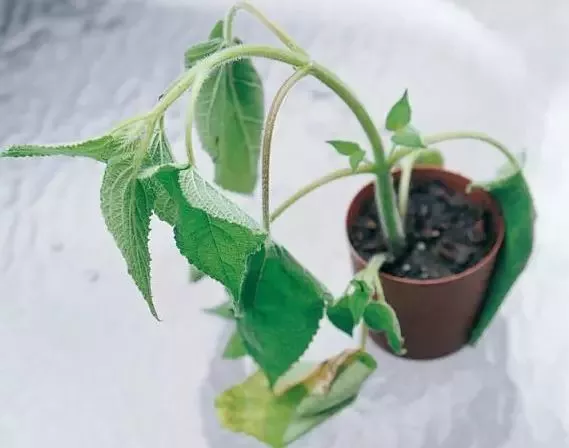 热!热!家里花卉植物中暑蔫了怎么处理?