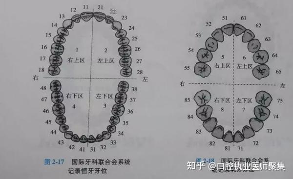 重点速记口腔笔试口腔解剖生理学1