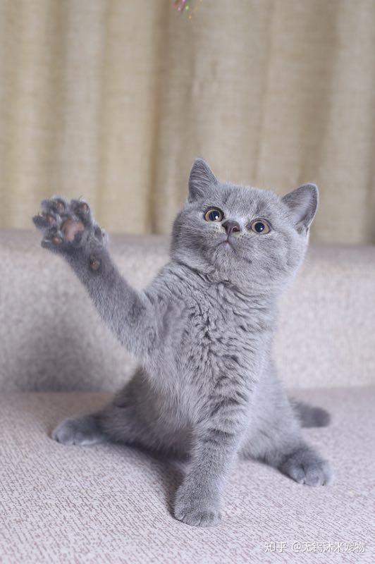 沐米宠物英短纯蓝猫咪照片推荐