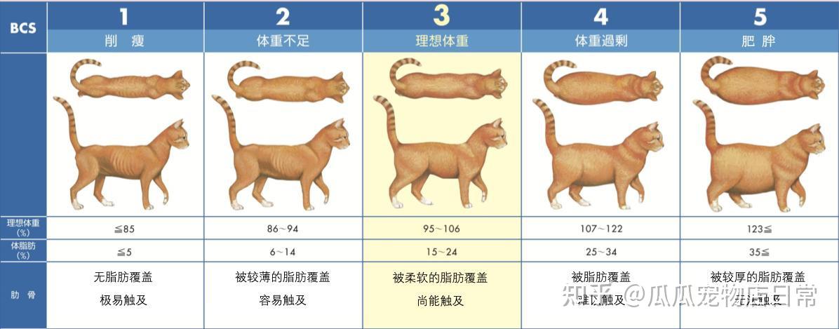 想给猫咪减肥控制体重有合适的猫粮推荐吗