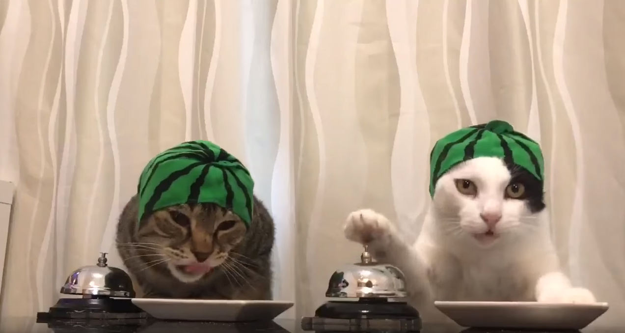 高智商的两只猫咪被戴了绿帽子