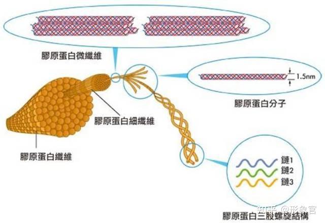 胶原蛋白是三螺旋结构,其独特的三重螺旋结构使分子结构非常稳定,具有