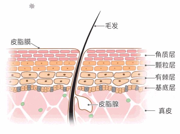 皮肤作为免疫系统的第一道防线,皮肤炎症就是人体对外界刺激的一种