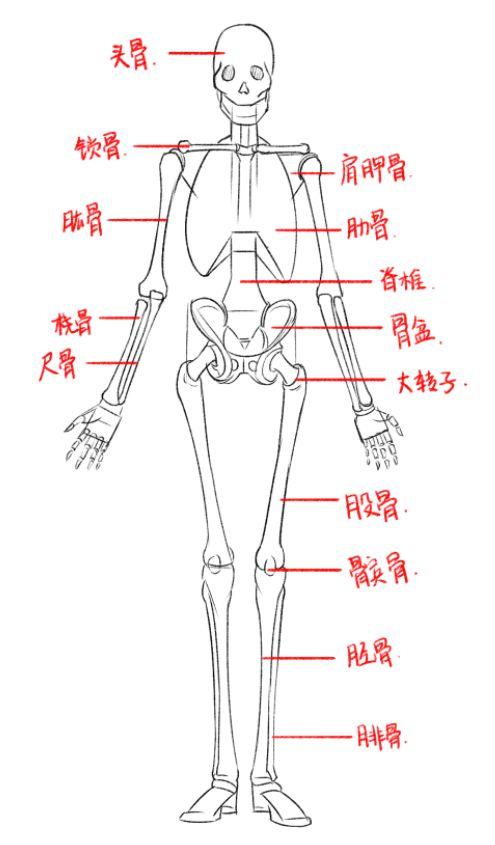 简化后的骨骼结构图,我们只要能正确区分部位对应的位置在哪里就好