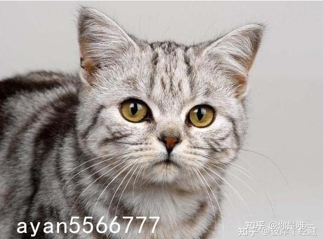 这是啥品种的猫?美短起司?还是鱼骨纹英短?