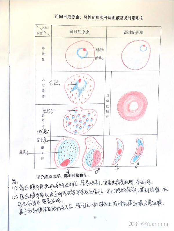 人体寄生虫学 手绘图及组织结构标注 分享参考