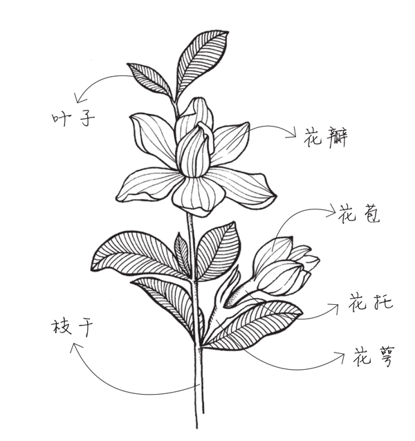 2款线稿植物,一学就会!