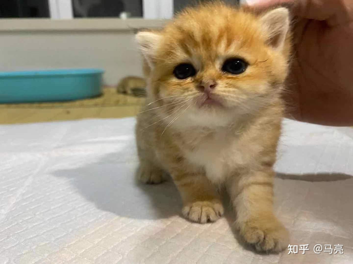 金渐层虎斑会没有人喜欢么
