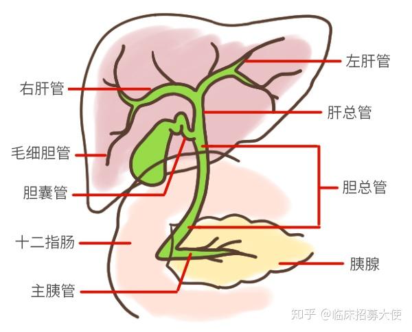 肝脏在正常人体表是无法触及的,胆管的开口位于肝的背侧,在常规体检