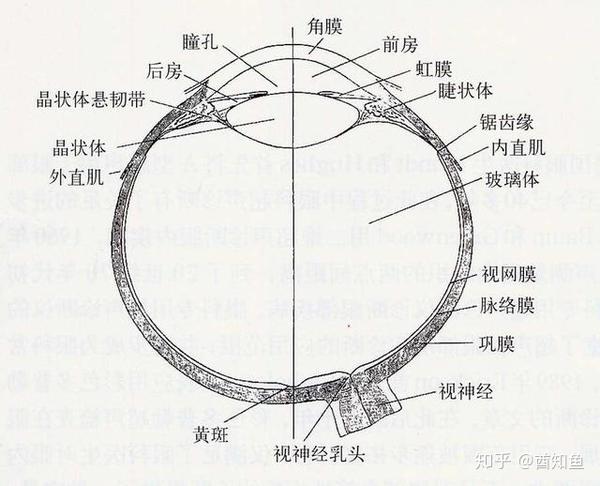 眼睛是上帝的设计那他水平还不如小学生