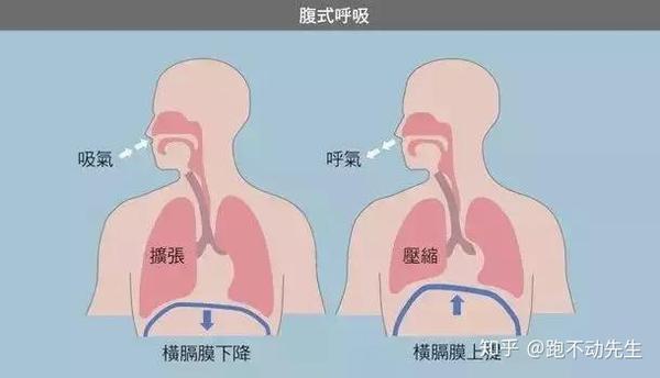 最好的选择:腹式呼吸