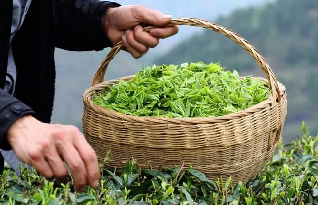 广东茶叶采摘茶叶的注意事项让茶叶品质俱佳