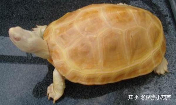 白化草龟