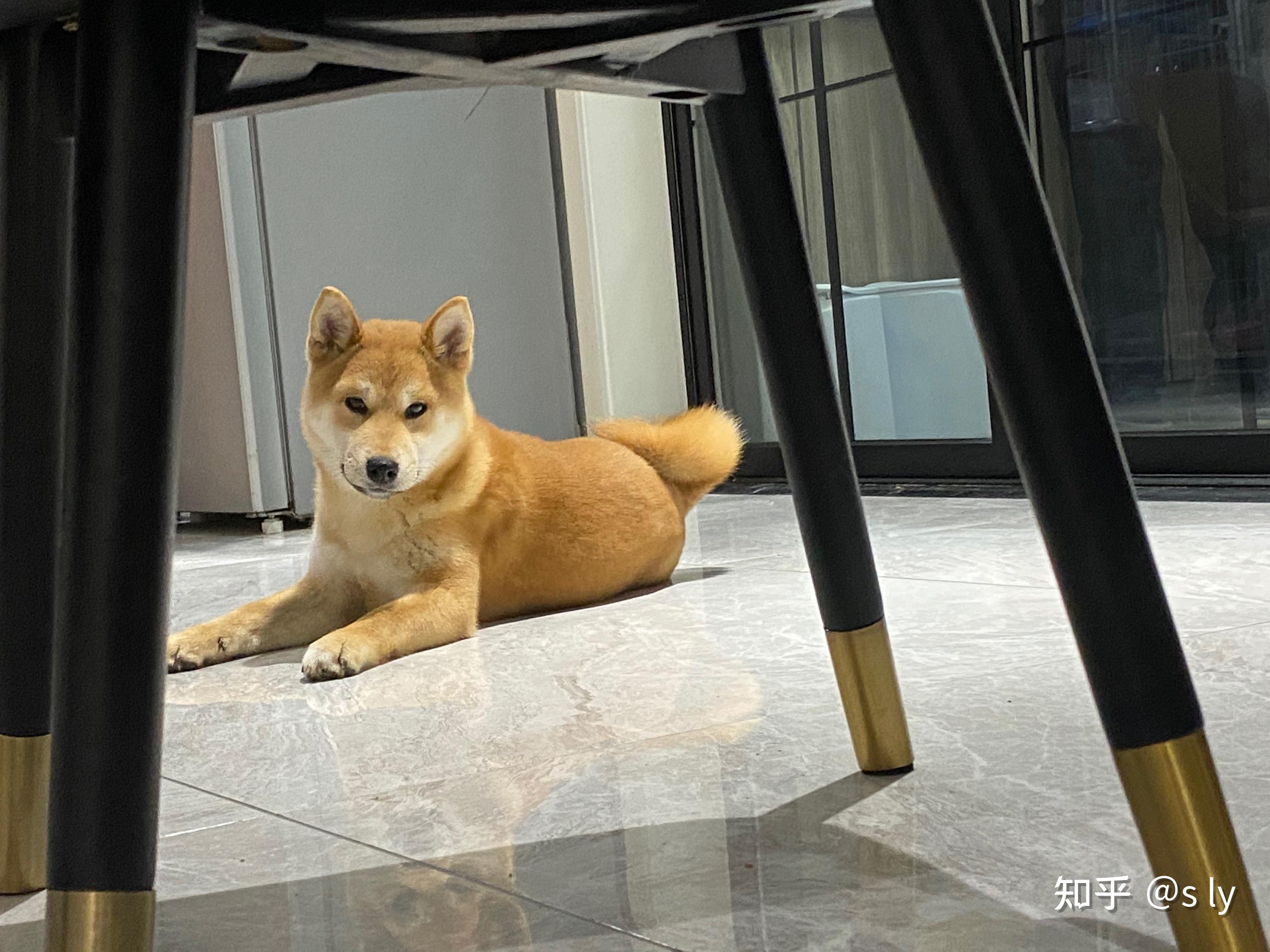 我家柴犬6个月多品相怎么样呀为什么脸还没有爆
