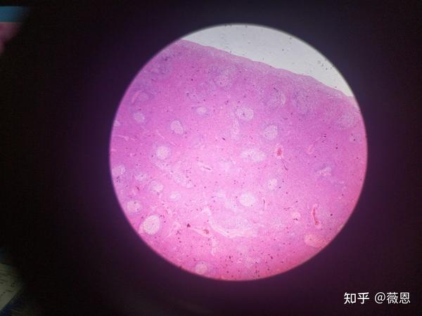 组织学与胚胎学切片观察2