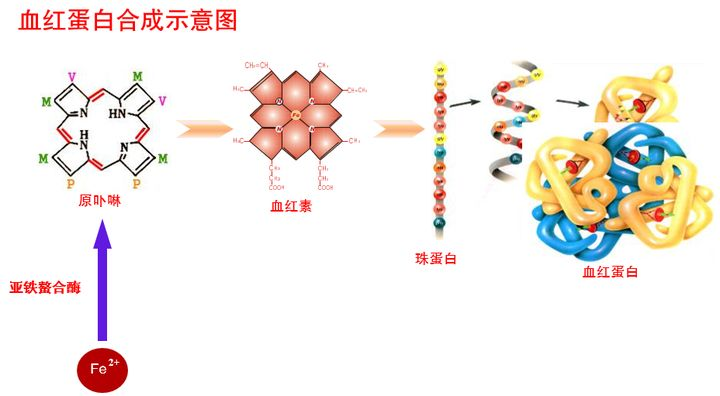 为什么补铁可以促进血红蛋白的生成