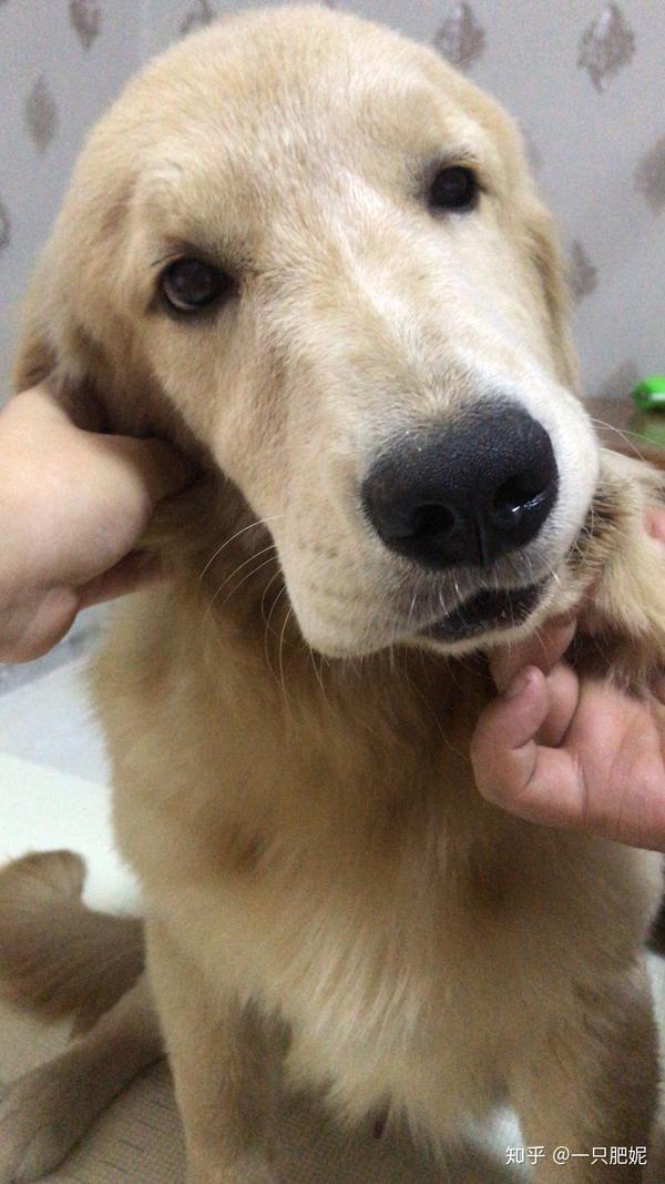 我家兰博,2018金毛排行一金首领的儿子,母亲登录冠军香奈儿,废话不多