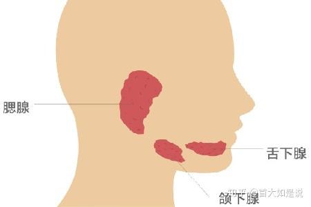 首大石萍腮腺炎为何会一得再得