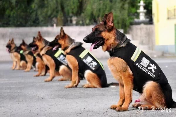 警犬一直辅助警察完全许多不可能的任务,是非常优秀的狗狗,常见的有