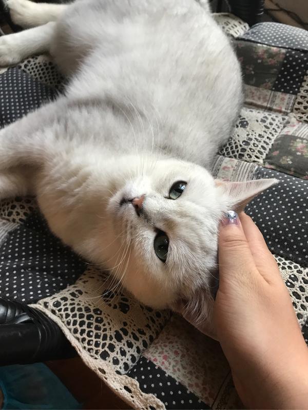 猫咖的英短渐层,眼睛美得像绿宝石