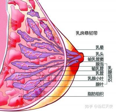 粉红天使:作为女人,这些乳腺常识你还不知道吗?