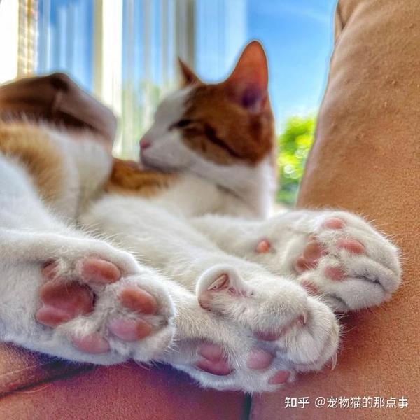猫咪脚要不要每天都擦?喵星人自己都说:大可不必