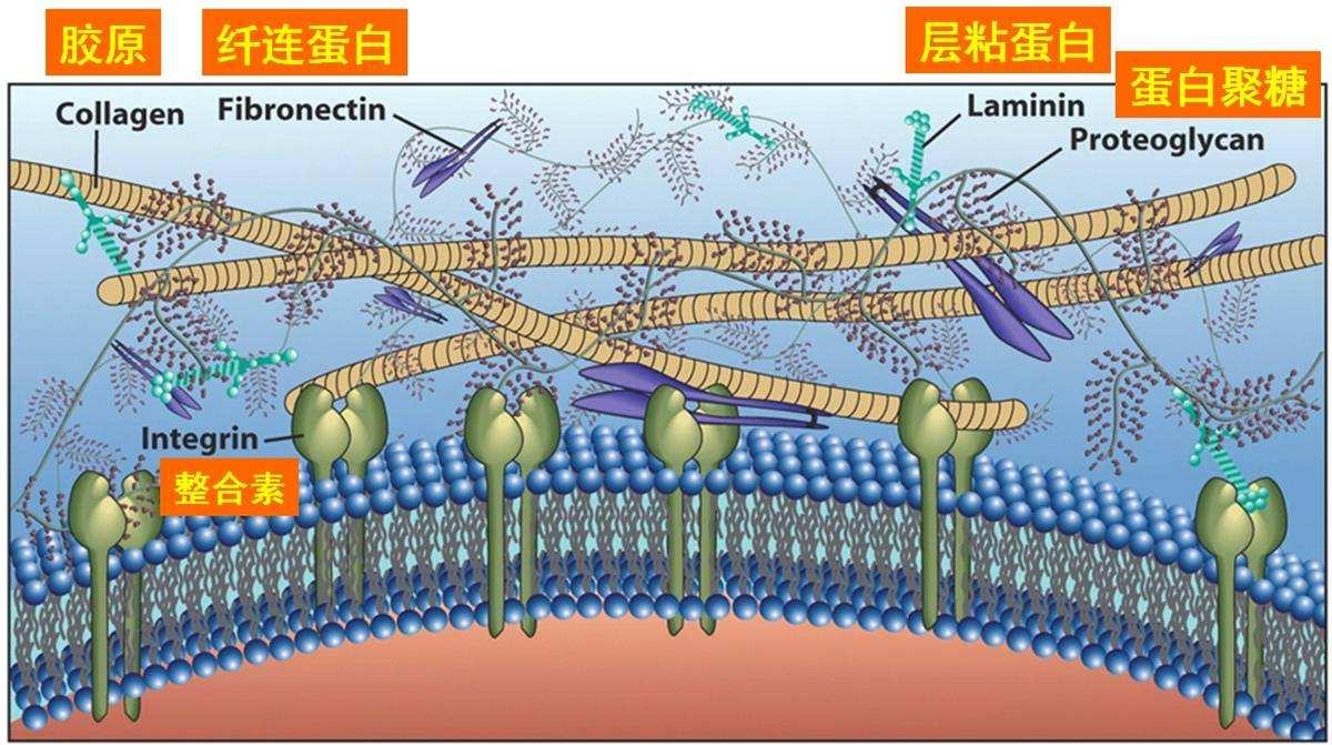 浅聊细胞外基质分解