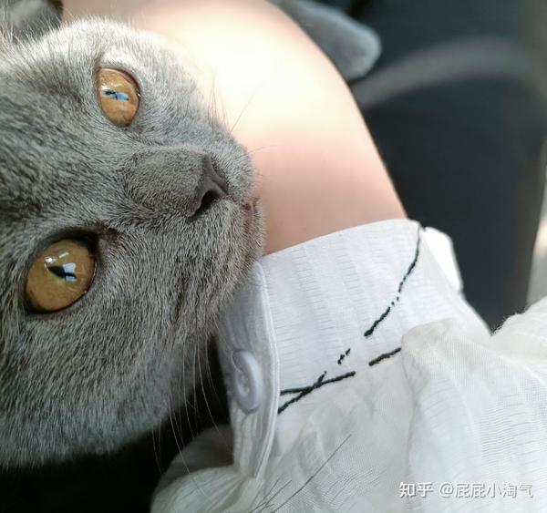 可爱小屁
