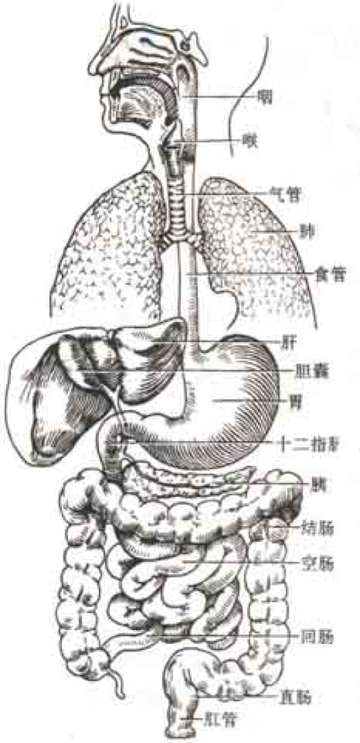 胃前壁右侧部为肝左叶下面所遮盖.胃底部紧邻膈和脾.