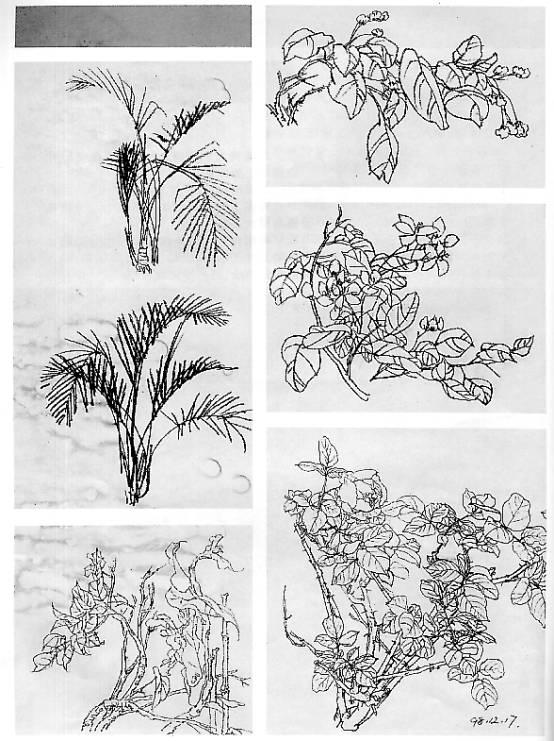 花卉速写的绘画画法及绘画步骤