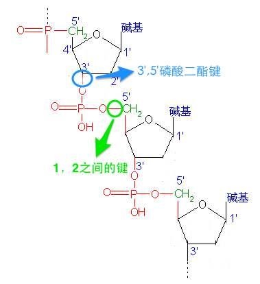 新型冠状病毒27dna分子链的c3氢氧基oh与c5磷酸基