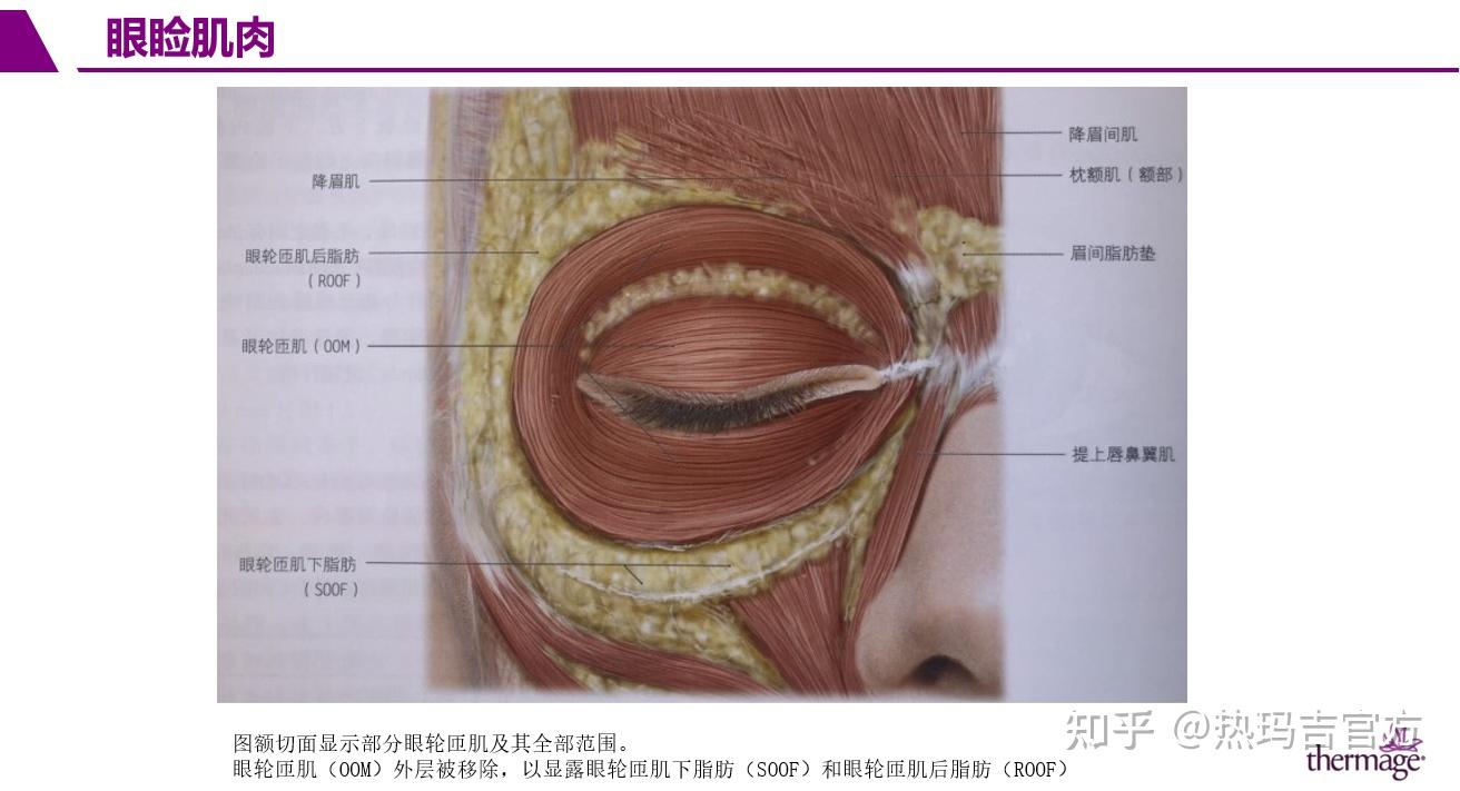 眶部解剖基础热玛吉眼部专项抗衰第一期