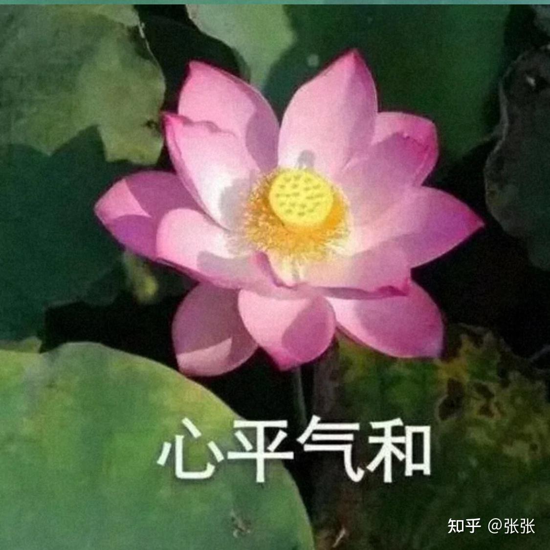 妈妈逼着换头像qwq有没有看起来超级乖的头像