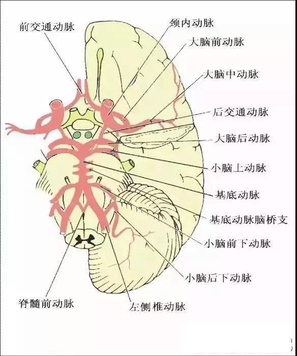 图11椎-基底动脉示意图