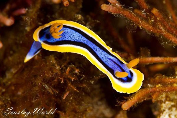 安娜多彩海蛞蝓 chromodoris annae bergh 1877 可能就比较容易在