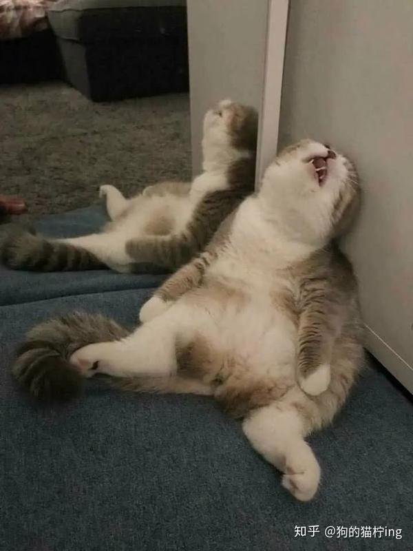 沙雕猫咪睡姿鉴赏
