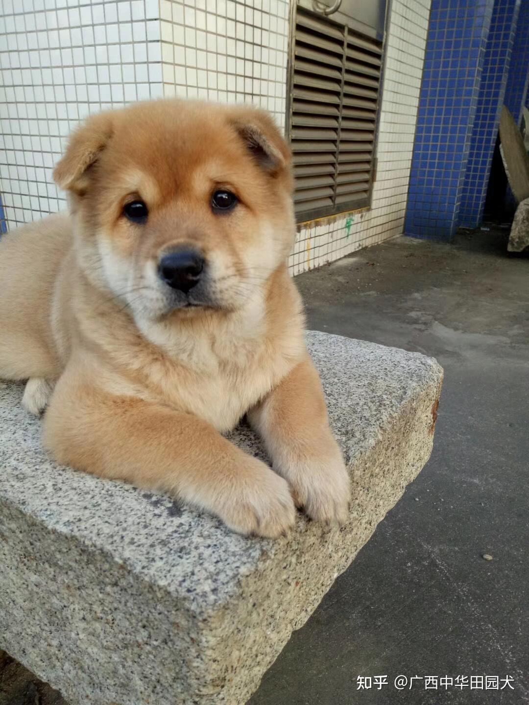 广西中华田园犬