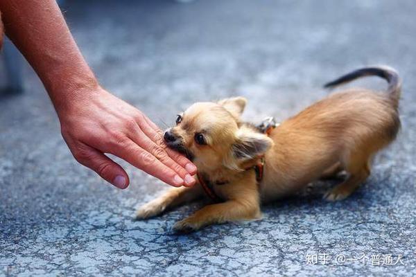 吉娃娃为什么爱狗仗人势是你不懂它的意思