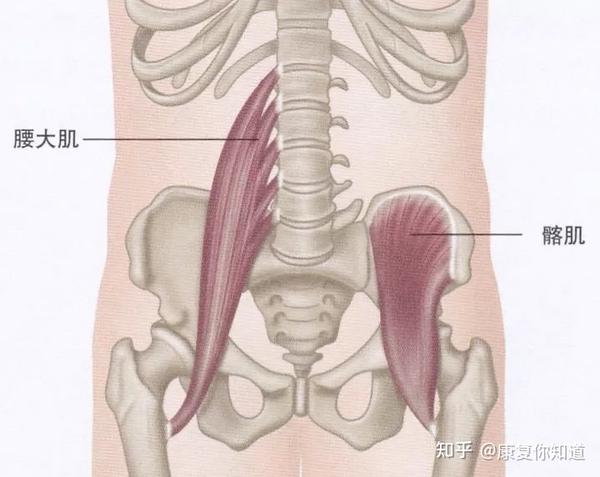 一,髂腰肌
