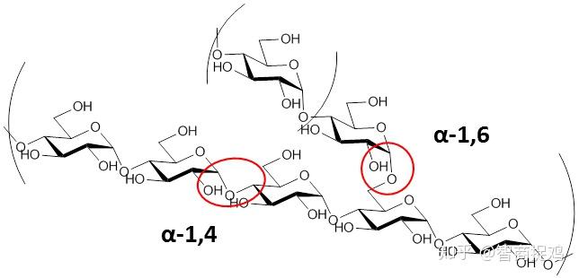 淀粉的结构